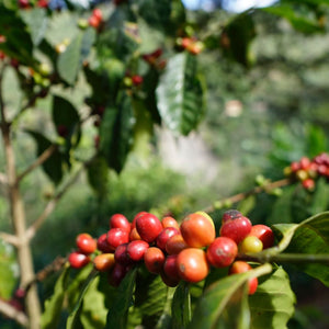 El Paraiso Geisha
