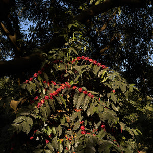 Mexico Paricutin