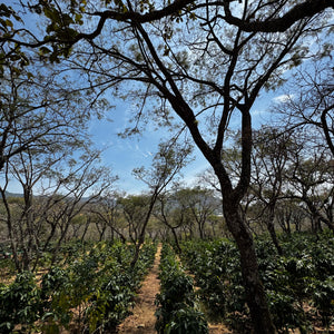 Mexico Paricutin