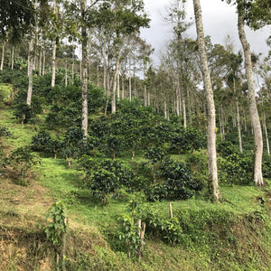 Colombia Gaitania