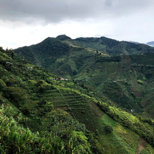 Colombia Sugarcane Decaf