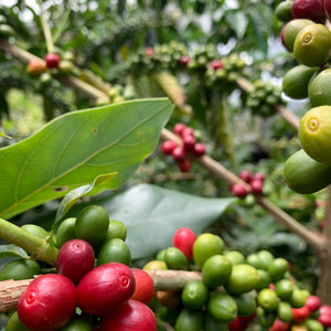 Colombia - Jairo Arcila