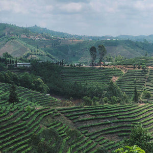 China - Torch estate