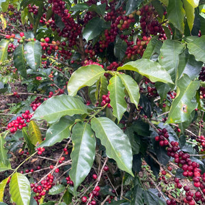 Colombia - El Guayabo