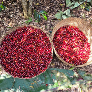 Ethiopia Danche