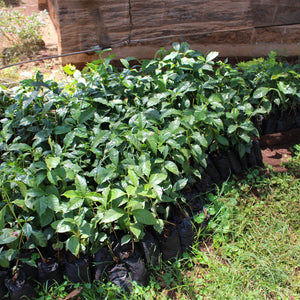 Kenya KII AA
