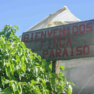El Paraiso Geisha